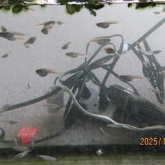 みゆきメダカ　10匹の画像