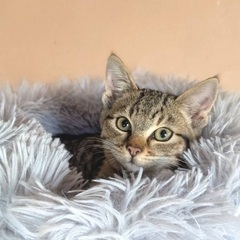 【里親募集】野良猫の仔猫（キジトラ）