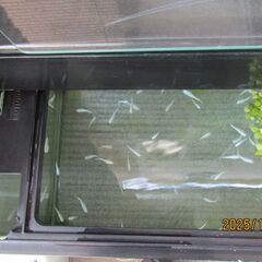 みゆきメダカ　10匹の画像