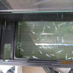 みゆきメダカ　10匹の画像