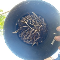 鉢風廃タイヤ（菊）の画像