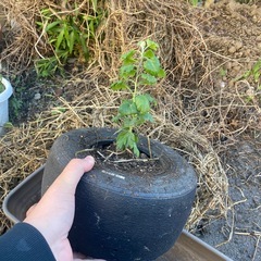 鉢風廃タイヤ（菊）の画像