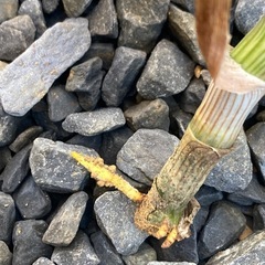 アロエ・ストリアツラの画像