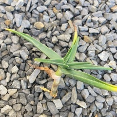 アロエ・ストリアツラの画像