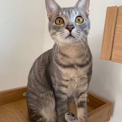 おっとり癒し系♡生後約６ヶ月の男の子