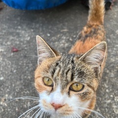 里親募集しています