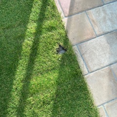 【大量】人工芝セットの画像