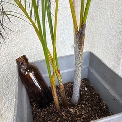 観葉植物🪴🪴の画像