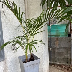 観葉植物🪴🪴の画像