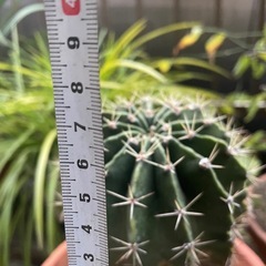 サボテンの画像