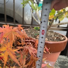 紅葉の画像