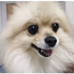 ポメラニアン　メス　7才