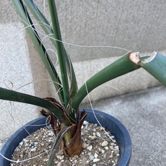 ヘスペラロエ・フニフェラの画像