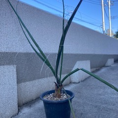 ヘスペラロエ・フニフェラの画像