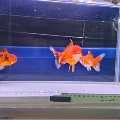 ①オランダショート3尾の画像