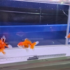 ①オランダショート3尾の画像