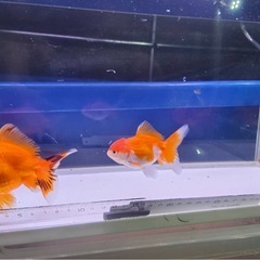 ①オランダショート3尾の画像