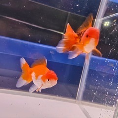 ①オランダショート3尾の画像