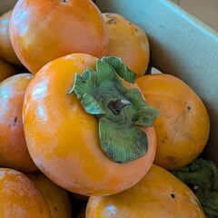 柿24個　今日朝10時か、26（水）までの取引！の画像