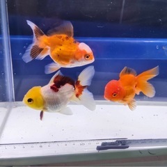 ②オランダショート3尾の画像