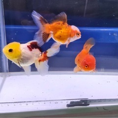 ②オランダショート3尾の画像