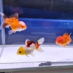 ②オランダショート3尾の画像