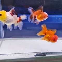 ②オランダショート3尾の画像