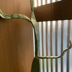 サボテン/観葉植物の画像