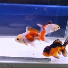 ③オランダショート3尾の画像