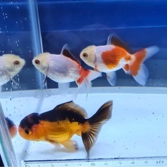 ③オランダショート3尾の画像