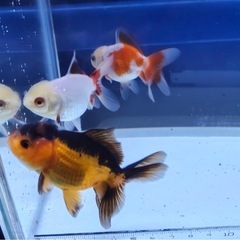 ③オランダショート3尾の画像