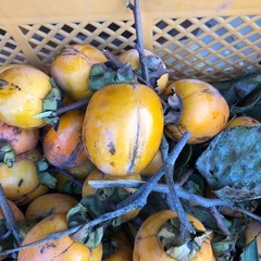 干し柿用‼️自家製
渋柿❣️4つ￥100円⭕️の画像