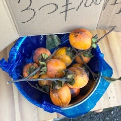 干し柿用‼️自家製
渋柿❣️4つ￥100円⭕️の画像