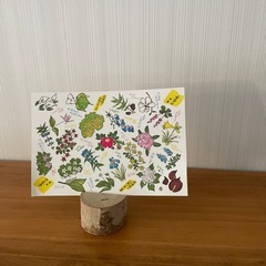 木材(木の輪切り)の画像