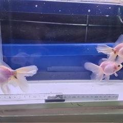 ①オランダローズテール3尾の画像