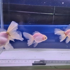 ①オランダローズテール3尾の画像