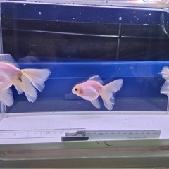 ①オランダローズテール3尾の画像