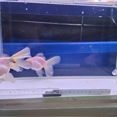 ①オランダローズテール3尾の画像