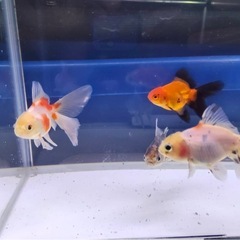 ③オランダローズテール4尾の画像