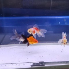 ③オランダローズテール4尾の画像