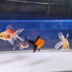 ③オランダローズテール4尾の画像