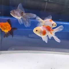 ③オランダローズテール4尾の画像