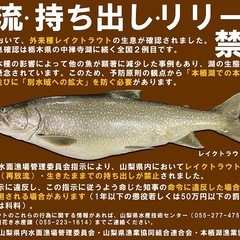 本栖湖レイクトラウトハンター