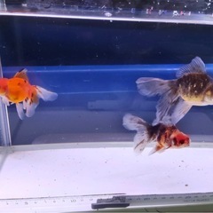 ④オランダローズテール3尾の画像