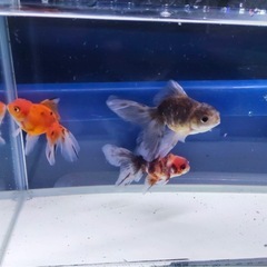 ④オランダローズテール3尾の画像