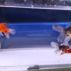 ④オランダローズテール3尾の画像