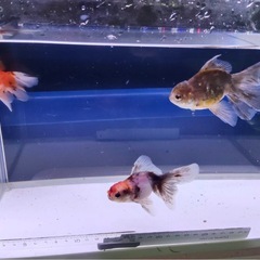 ④オランダローズテール3尾の画像