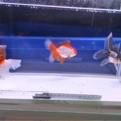 ⑤オランダローズテール3尾の画像