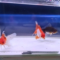 ⑤オランダローズテール3尾の画像