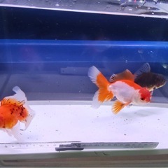 ⑤オランダローズテール3尾の画像